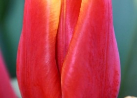 Tulipa Fearless ® (3)